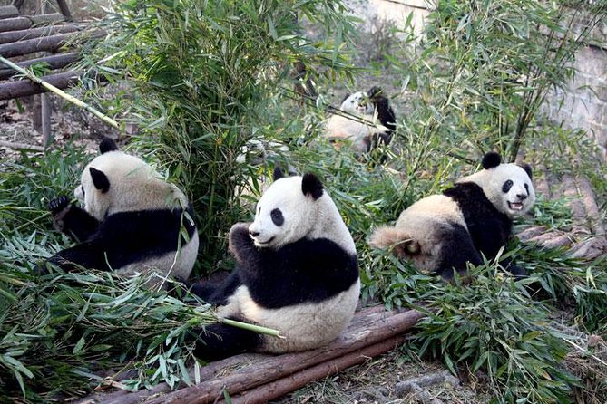 10-Day China Tour to Beijing, Xian, Chengdu and Shanghai - Beijing Start: Airport Transfer and the Real Capital Feeling