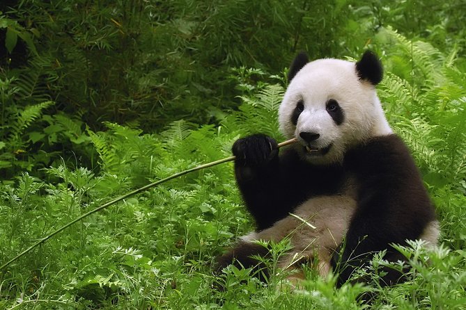 All-inclusive Day Tour: Mutianyu Great Wall & Beijing Panda Zoo with Local Lunch - Why Mutianyu and the Panda House belong in the same day