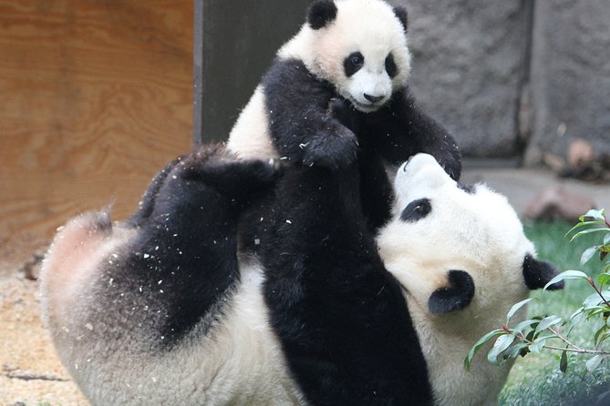 All-inclusive Day Tour: Mutianyu Great Wall & Beijing Panda Zoo with Local Lunch - Pacing, shoes, and weather: staying comfortable for the full 9 hours
