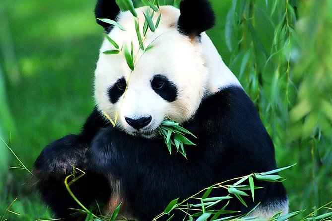 Beijing Historical Tour II including Summer Palace, Lama Temple & Panda Garden - Lama Temple at Yonghegong: Where Tibetan Buddhism Meets Beijing