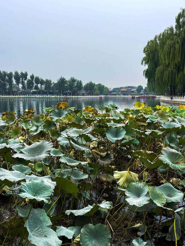 Beijing: Hutongs & Drum Tower City Walking Tour - Courtyard home visit option: seeing daily layout, not just photos