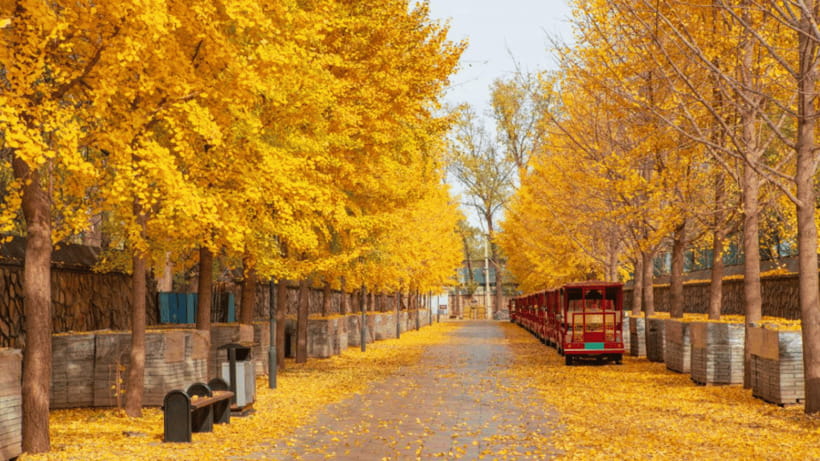 Beijing: Old Summer Palace Ruins Park Admission Ticket - Should you book this Old Summer Palace Ruins Park ticket?