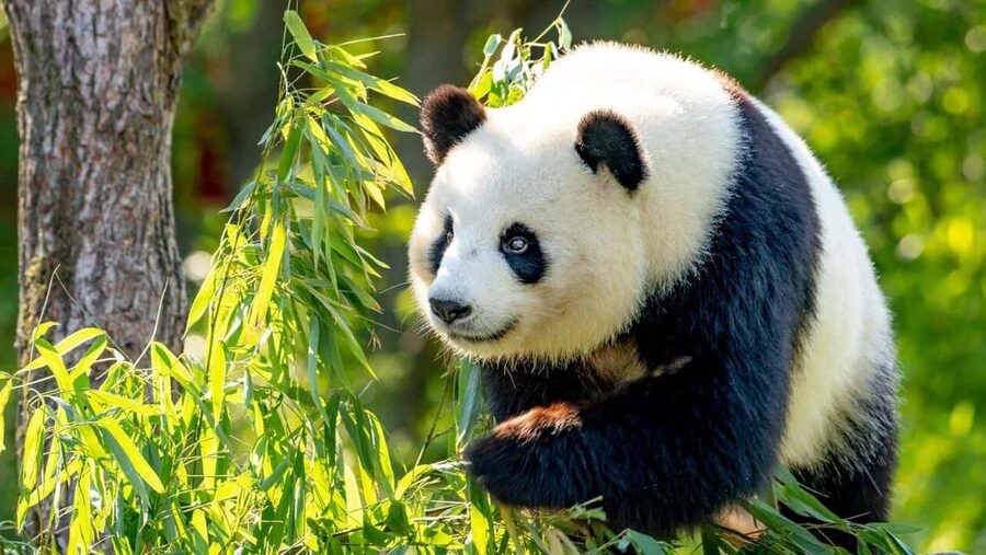 Beijing: Panda House Ticket (Zoo) new activities for 2026 - Beijing Zoo Panda House: how this fits your 1-day plan