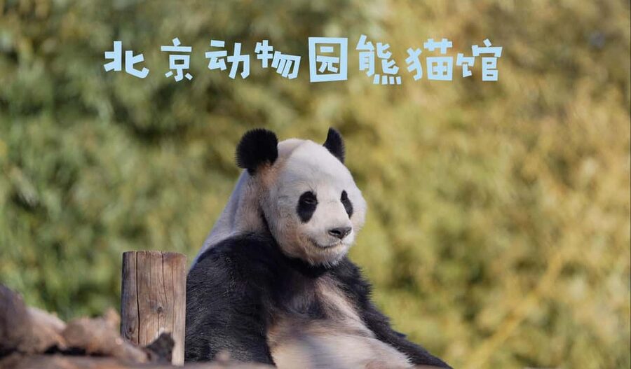 Beijing: Panda House Ticket (Zoo) new activities for 2026 - Your best route through the zoo: start early, then work your way outward