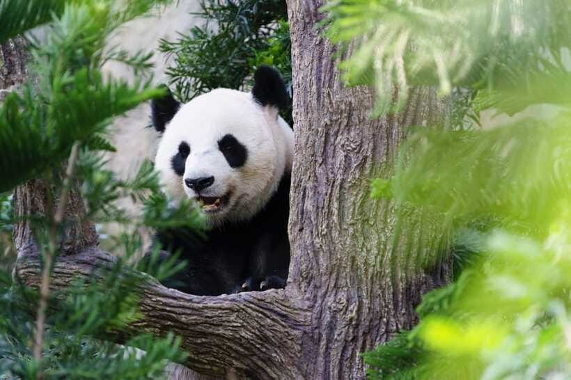 Beijing: Panda House Ticket (Zoo) new activities for 2026 - Who this Panda House ticket service suits best