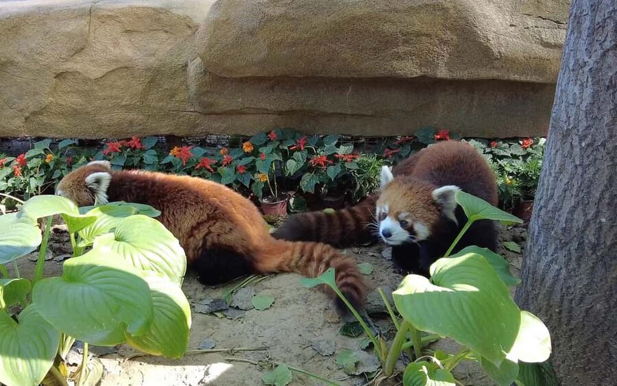 Beijing: Panda House Ticket (Zoo) new activities for 2026 - Booking that stays simple, as long as you follow the QR rules