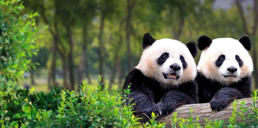 Beijing: Panda House w/Great Wall or City Sites Private Tour - Option 1: Mutianyu Great Wall with lunch and VIP access to the foot