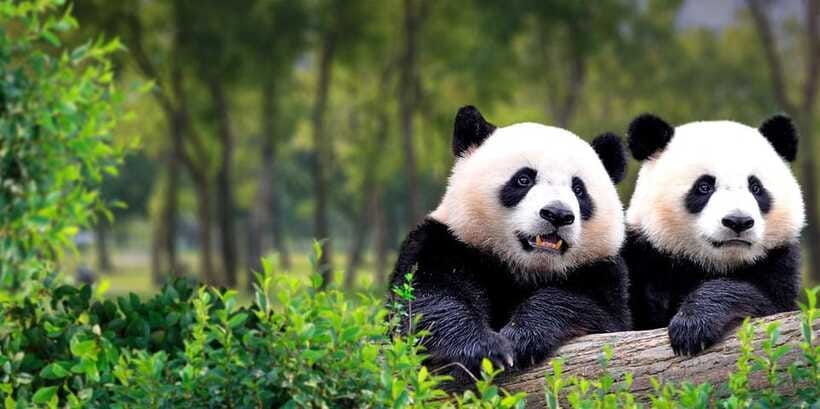 Beijing: Panda House w/Great Wall or City Sites Private Tour - Your guide can make or break this kind of day