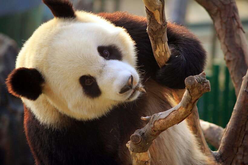 Beijing: Panda House w/Great Wall or City Sites Private Tour - Who should book this Panda House and city-or-Great-Wall private tour