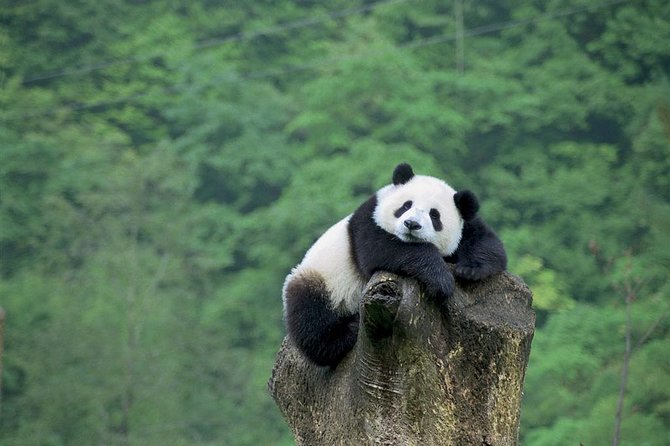 Beijing Private Tour:Mutianyu/Badaling Great Wall and Panda House - Why This Private Great Wall + Panda House Day Works
