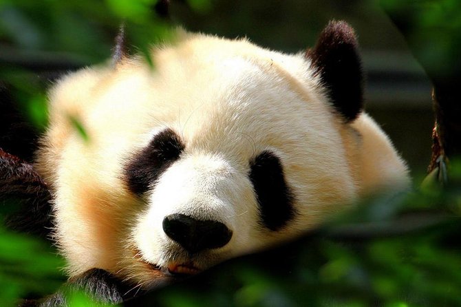 Beijing Private Tour:Mutianyu/Badaling Great Wall and Panda House - Price and Value: What You Are Really Paying For