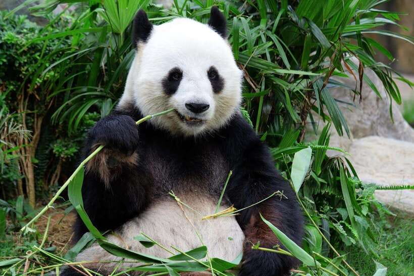 Beijing Private Tour: Summer Palace, Panda House and Options - Why this Summer Palace plus Panda House combo works
