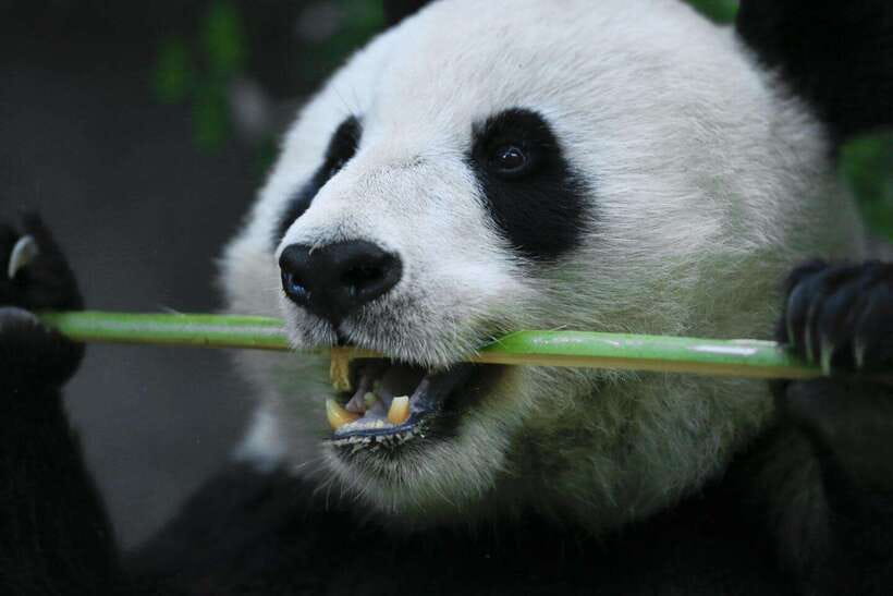 Beijing Private Tour: Summer Palace, Panda House and Options - Panda House timing: plan for behavior, not guaranteed poses