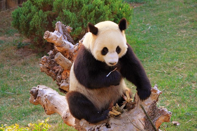Beijing Private Tour to Temple of Heaven, Panda House and Summer Palace - Why this Beijing combo works so well in one day