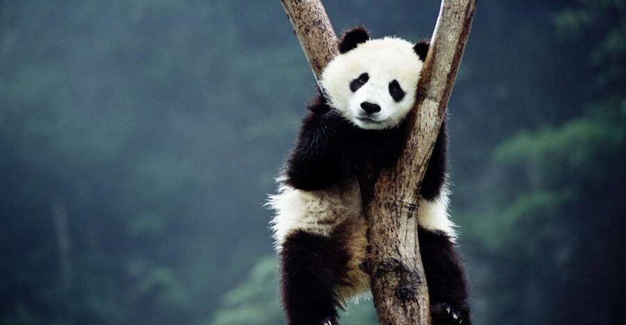 Beijing: Temple of Heaven, Panda House & Summer Palace Tour - Panda House First, So You Catch Them Active