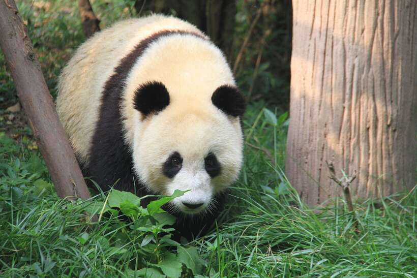Beijing: The Beijing Zoo Entry Ticket with Pandas - Key Points Before You Go