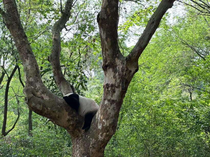 Beijing: The Beijing Zoo Entry Ticket with Pandas - A Note on Animal Welfare and Enclosure Conditions