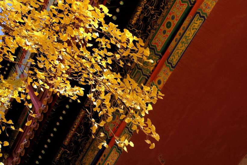 Forbidden City Of Beijing Tickets Booking And Other Option - Who this Forbidden City ticket option fits best