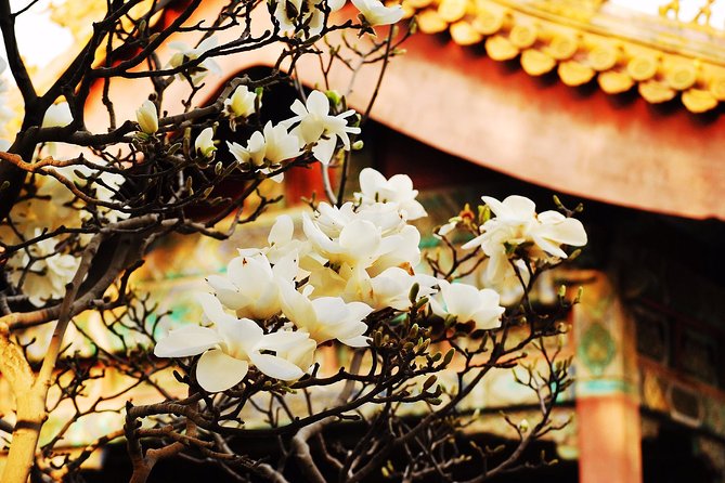 Private Flexible Beijing City In-Depth Walking Tour w/ Your Fancy - The Palace Museum experience: pick it if you want the core story